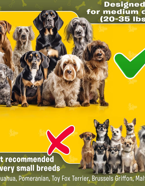 Load image into Gallery viewer, Hands Free Dog Leash for Running, Walking, Hiking, Cycling and Training. Bungee Harness, Adjustable Waist Belt, Single or Double Handle, Reflective Stitching. Medium and Large Dogs
